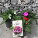 Bild von EJ Impatiens NG P19 Sunpatiens Salmon